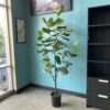 Fiddle Head Fig Faux Plant