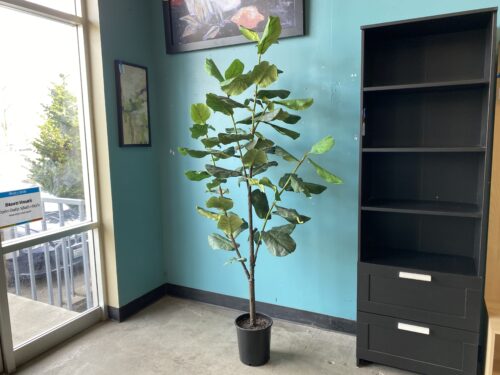 Fiddle Head Fig Faux Plant