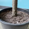 Fiddle Head Fig Faux Plant