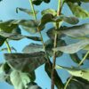 Fiddle Head Fig Faux Plant