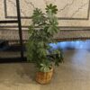 Faux Dwarf Umbrella Tree in Woven Basket