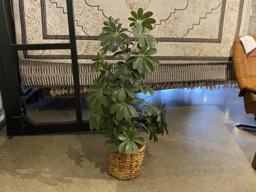 Faux Dwarf Umbrella Tree in Woven Basket