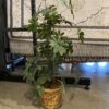 Faux Dwarf Umbrella Tree in Woven Basket