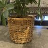 Faux Dwarf Umbrella Tree in Woven Basket