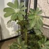 Faux Dwarf Umbrella Tree in Woven Basket