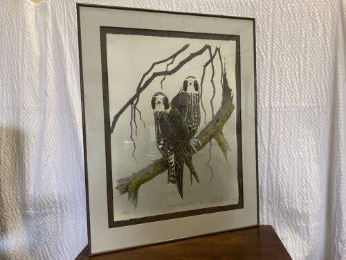 "Young Island Peregines" Limited Illustation 68/200 by Tony Angell