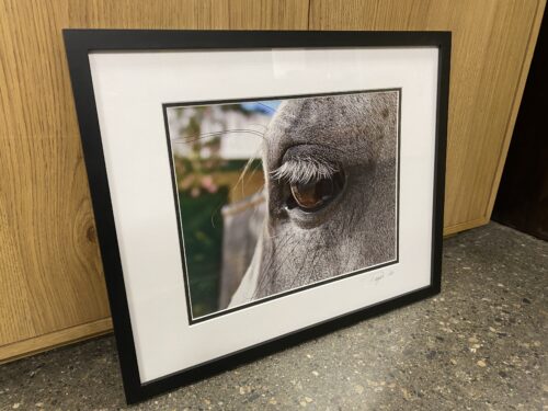 Photograph of a Horse's Eye Print