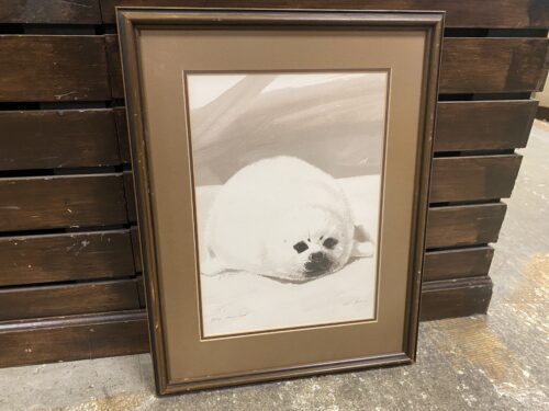 "Baby Harp Seal" by W.E. Ryan Print