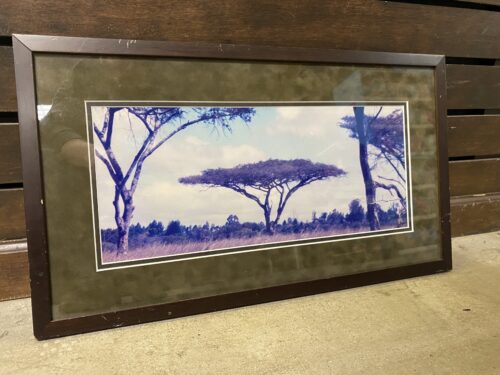 Framed Print of Acacia Tree