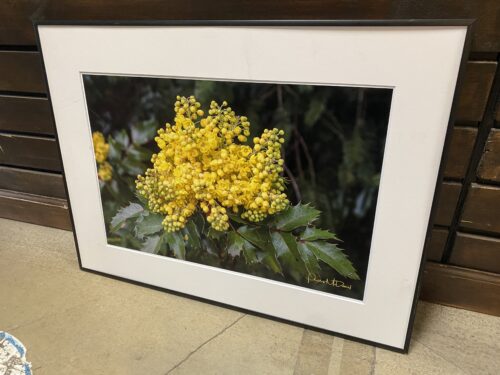 "Golden" Photo Print by Phyllis McDaniel