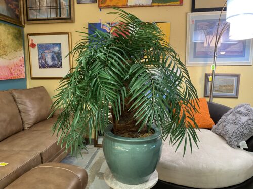 Large Faux Dracaena Tree in Green Pot