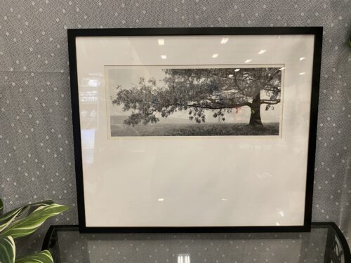 Framed  Cypress Tree Black and White Photo Print