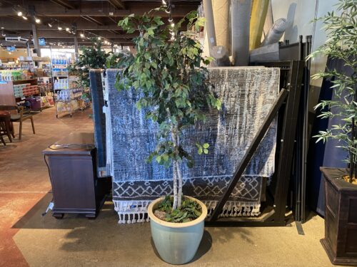 Artificial White Wood Ficus Tree with Blue Clay Pot