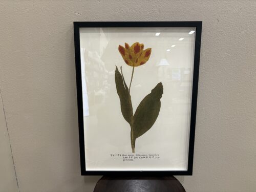 Framed Tulip Art Print
