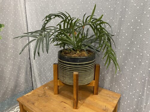 Faux Potted Palm Plant in Glossy Striped Planter with Wooden Platform