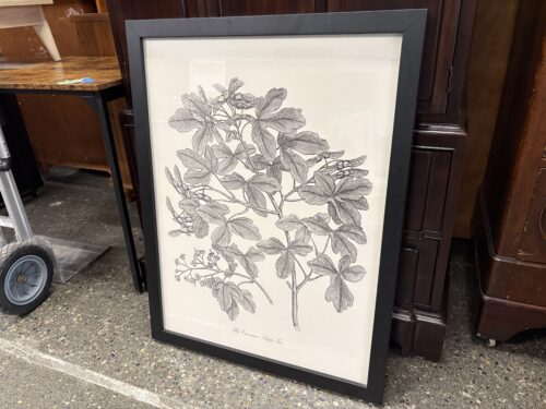"The Common Maple Tree" Framed Botanical Print by Johann Sébastien Müller