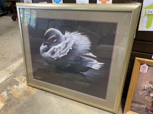 Resting Swan Framed Color Pencil Print by M. Reagan