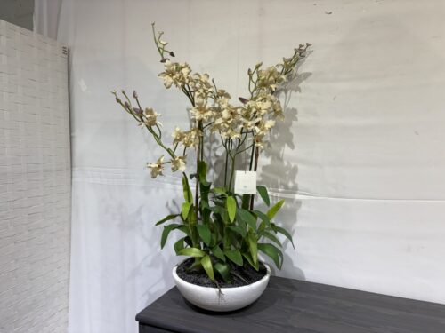 LAURA ASHLEY Lush Faux Orchid Blooms in Shallow Dish